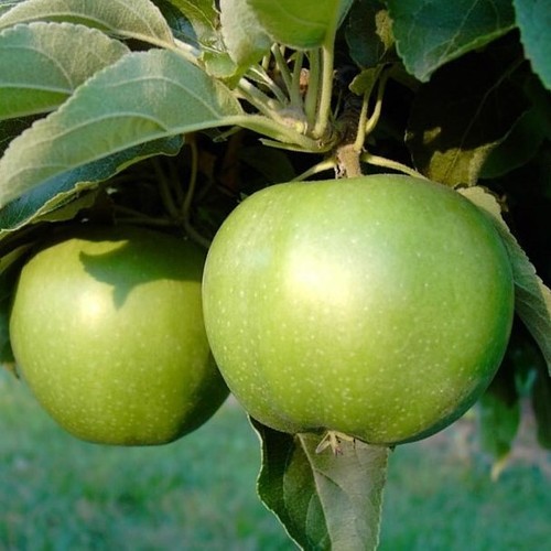 Apfelbaum granny smith - granny,