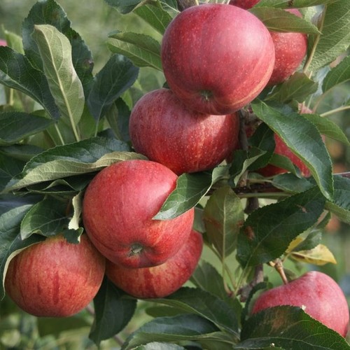 Gala süßer herbstapfel - süßer,