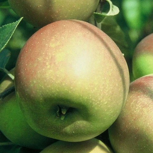 Rote goldparmäne apfelbaum - rote,