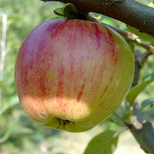 Gravensteiner herbstapfel - gravensteiner,