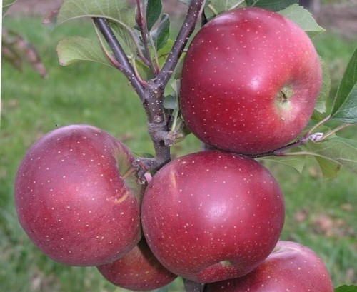 Apfelbaum florina querina - florina, /