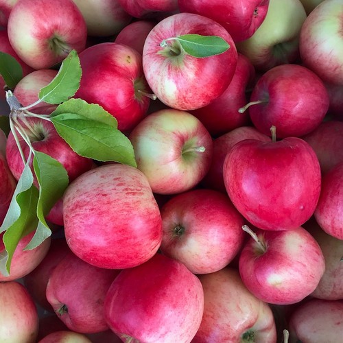 Nela früher sommerapfel - (s),