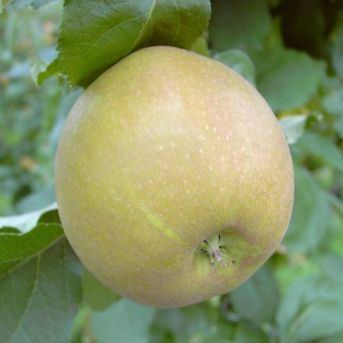 Apfelbaum schöner boskoop - apfelbaum,