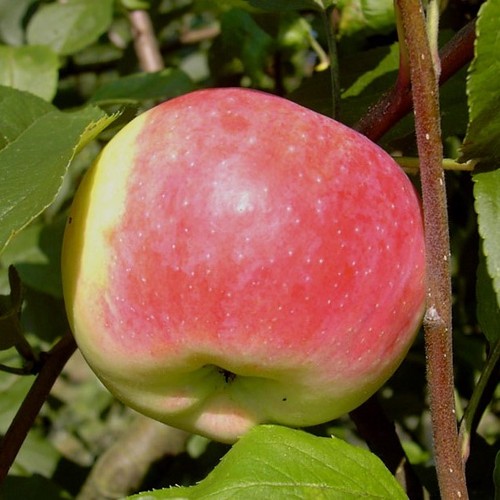 Jakob fischer apfelbaum - jakob,