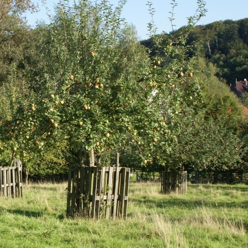 Apfelbaum hochstamm viele - apfelbaum,