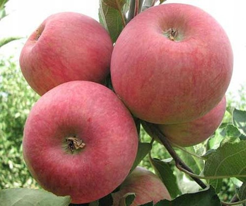 Apfelbaum piros 100 120 - piros, 100-120