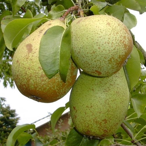 Gräfin von paris birnenbaum - gräfin,