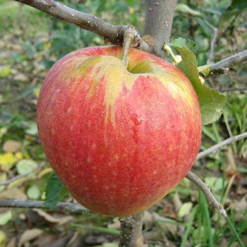 Apfelbaum jonagold winterapfel - apfelbaum,